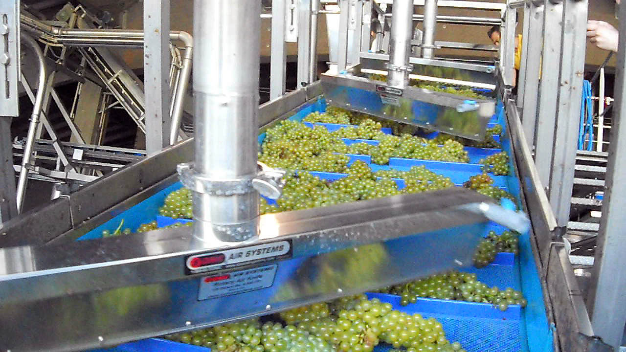 Industrial food-processing conveyor carrying green grapes through stainless-steel machinery