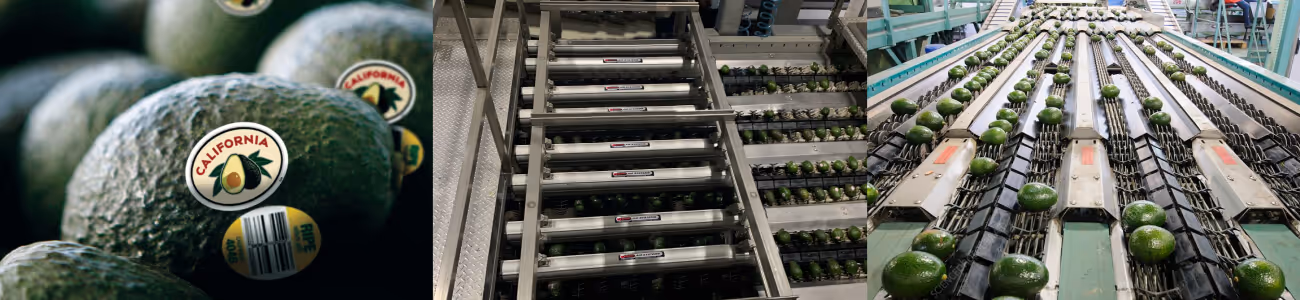 Setting the Standard for Avocado Drying Systems
