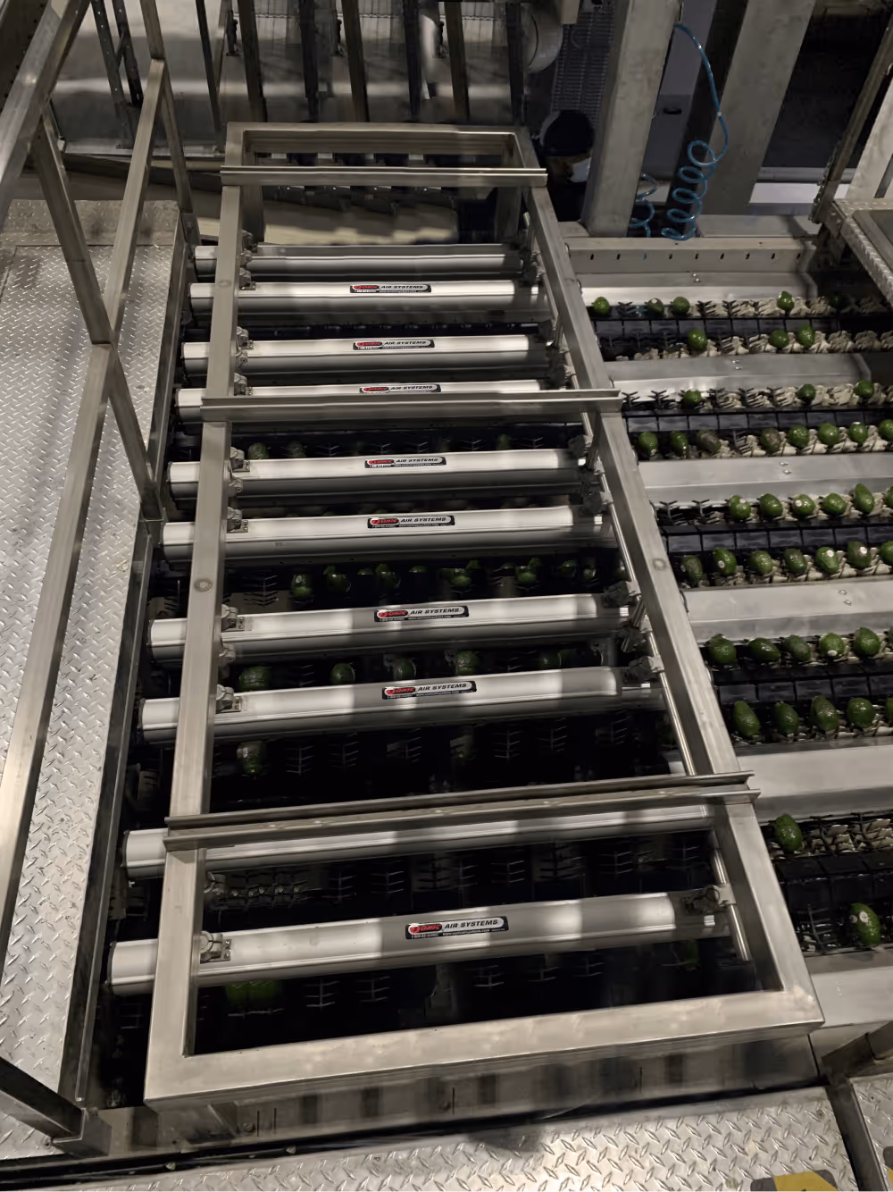 Sonic Air Systems industrial air knife system drying avocados on a conveyor line.